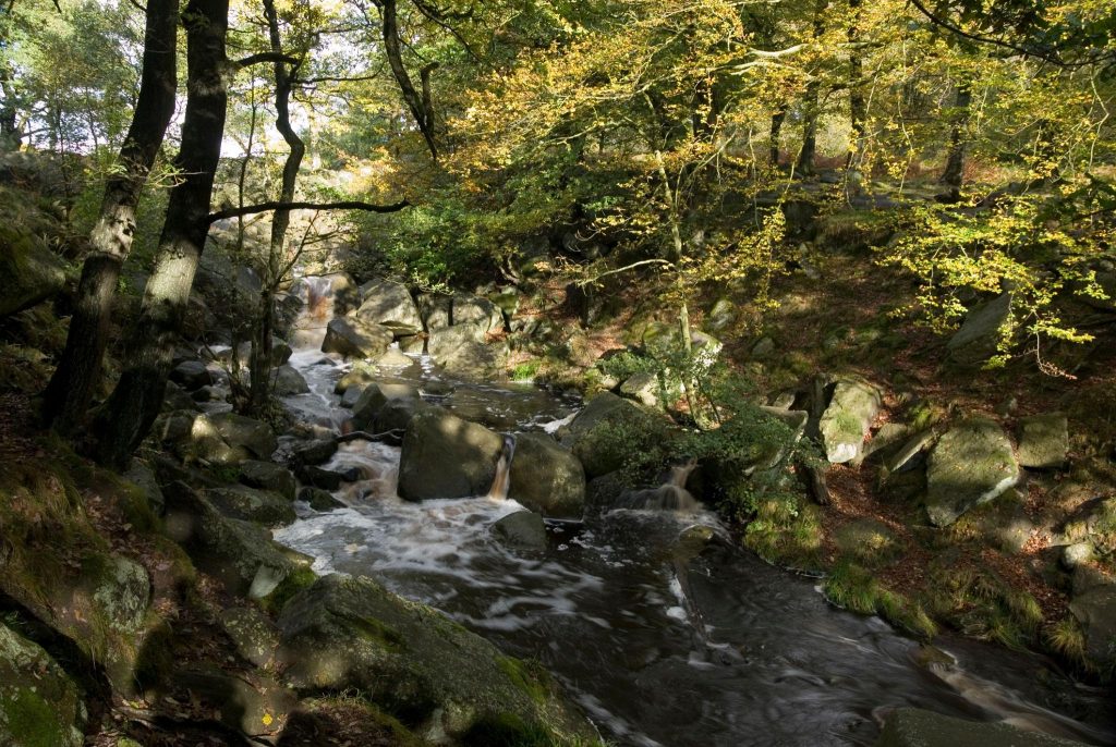 Padley Gorge woodland stream in the Peak District