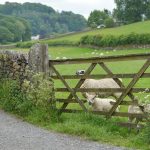sheep in the fenced pasture in an english village