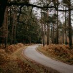 Autumn woodland road at Bolderwood in the New Forest, Hampshire
