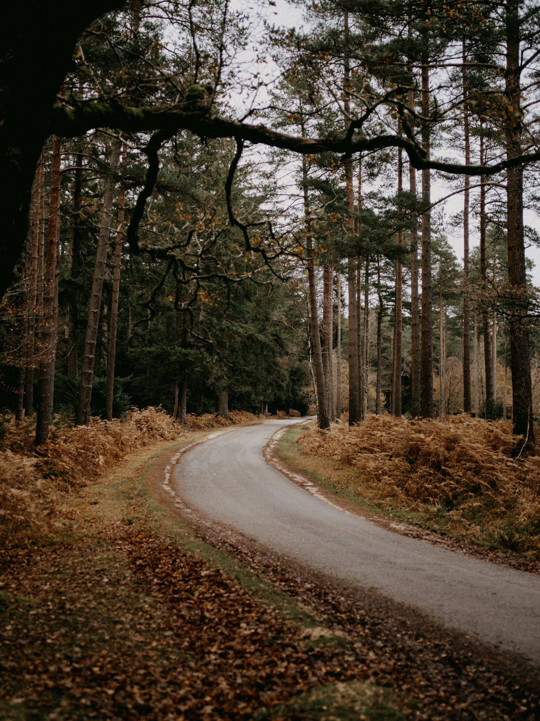 Autumn woodland road at Bolderwood in the New Forest, Hampshire