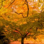 Orange and gold autumn foliage at Westonbirt Arboretum