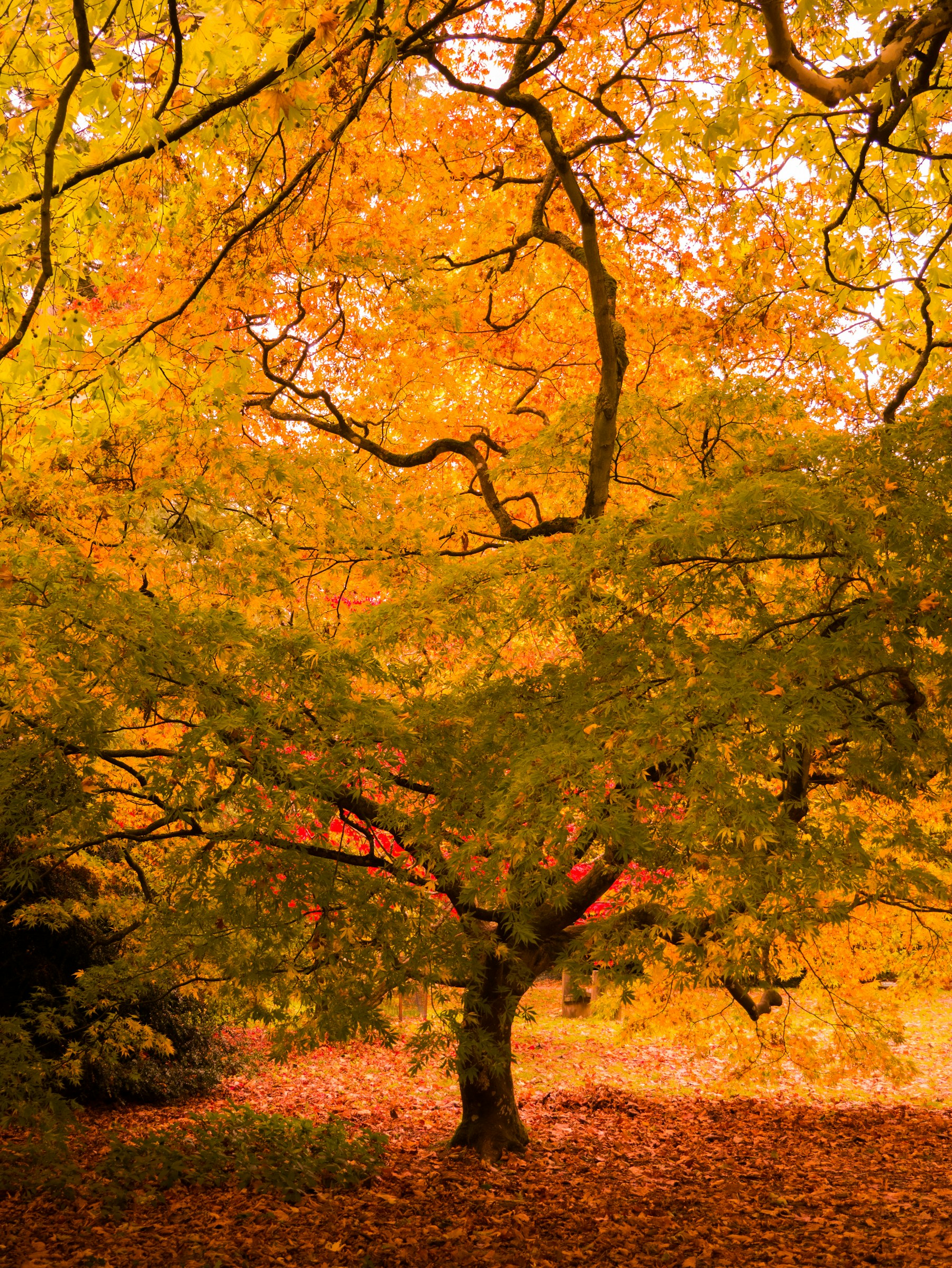 Orange and gold autumn foliage at Westonbirt Arboretum